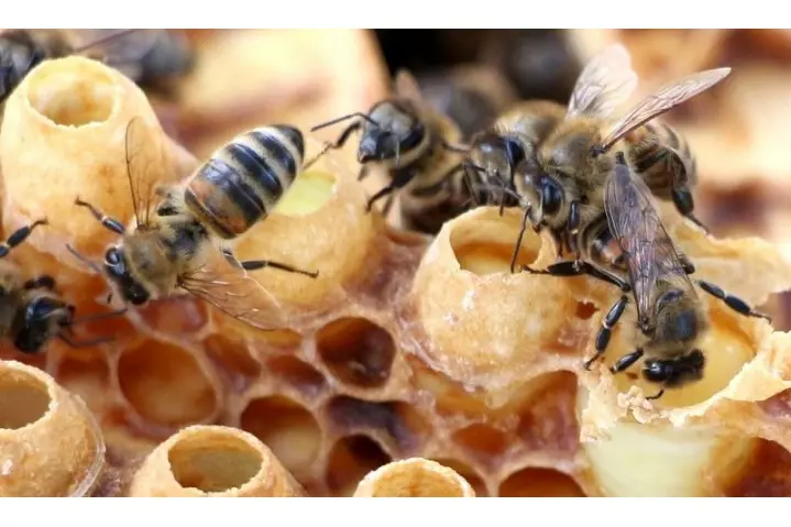 Маточное молочко пчелиное с семейной эко пасеки высшего качества